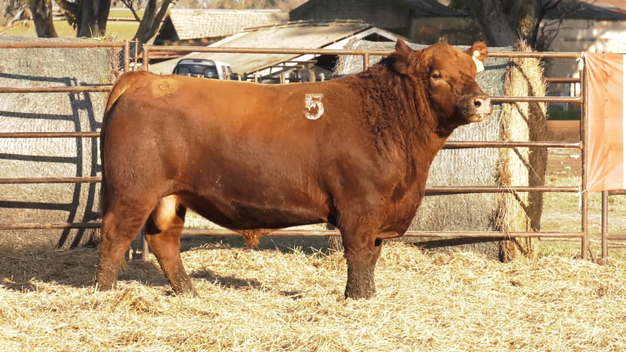 Lote TOROS ANGUS COLORADOS  PC