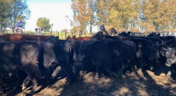 Lote 45 Novillos en Laprida, Buenos Aires