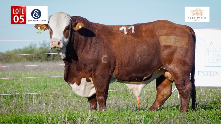 Lote LOTE 5 - TORO BRAFORD NO. 11