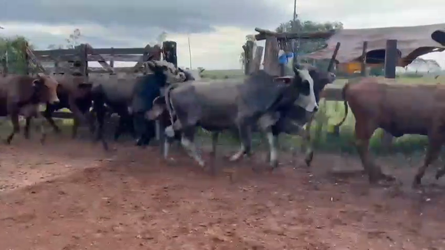 Lote 64 Vaquillonas en Corrientes, Virasoro