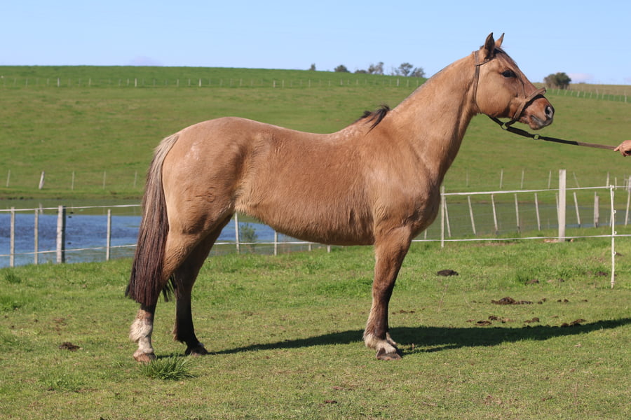 Lote ALMENDRA DEL CONVENTOS