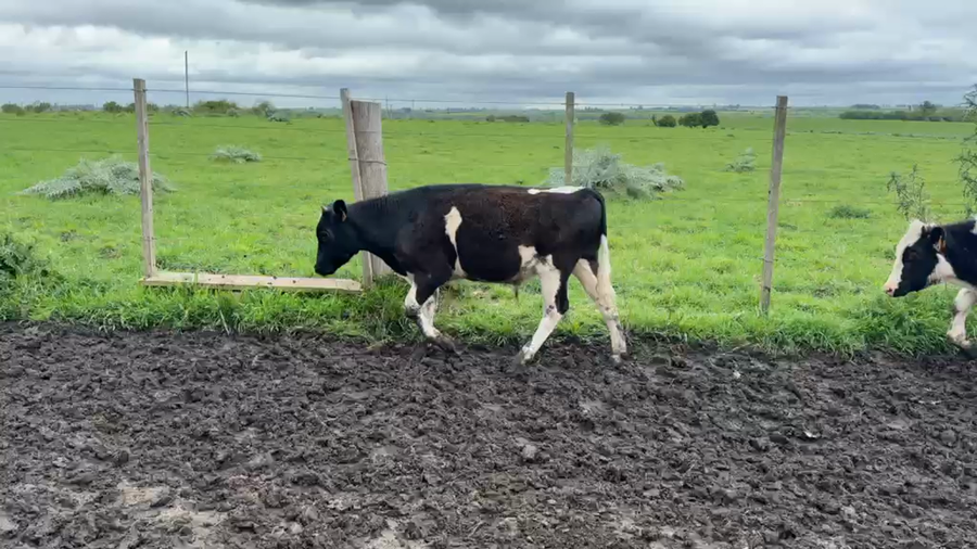 Lote TERNEROS