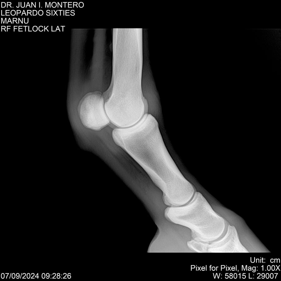 Lote LEOPARDO SIXTIES