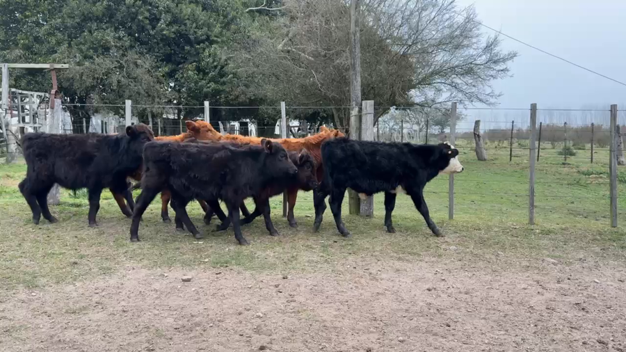 Lote TERNEROS