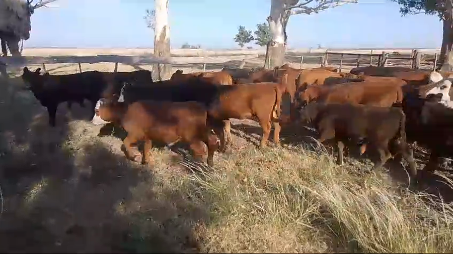 Lote 53 Terneros/as