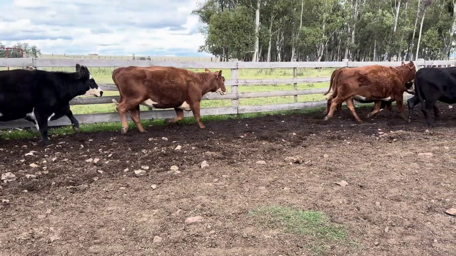 Lote VACAS PREÑADAS