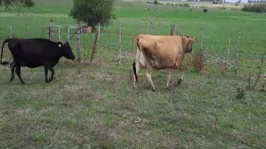 Lote 2 Vaquillonas  en San José