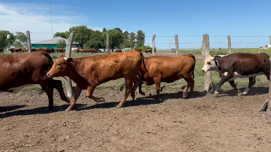 Lote 32 Vaquillonas en Entre Ríos, San Jaime