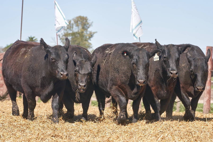 Lote "TRES MOLINOS" VAQUILLAS P.C PREÑADAS