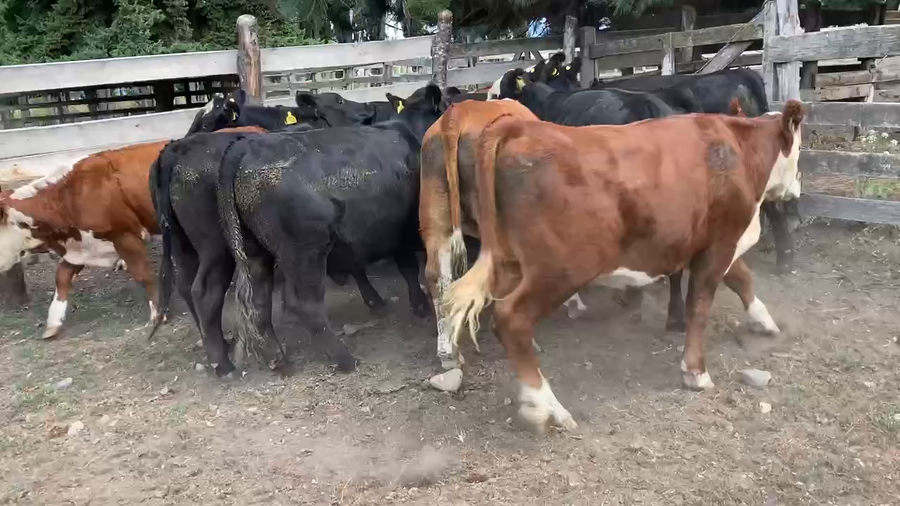 Lote 13 Novillo Engorda en Coyhaique, XI Región Aysén