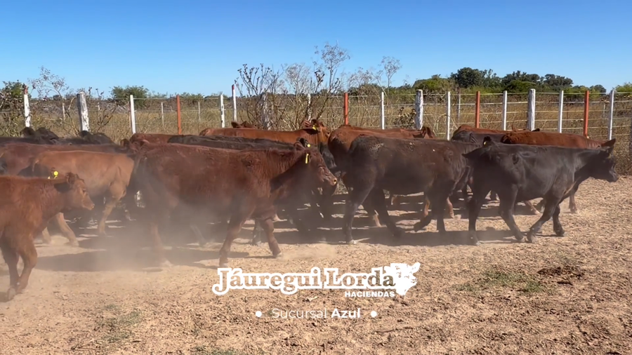 Lote 38 Terneros/as