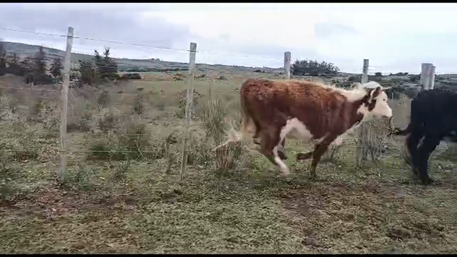 Lote 16 terneras hereford y angus