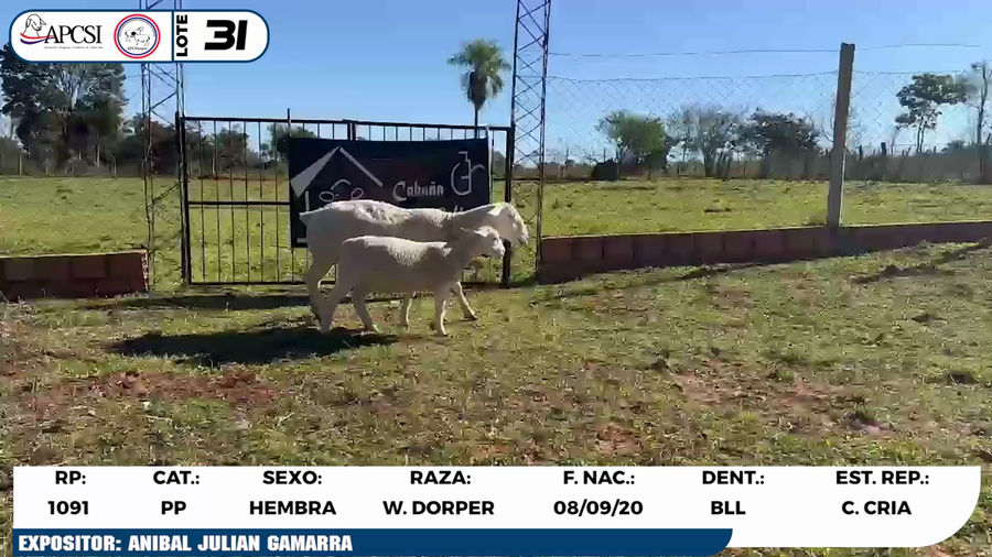 Lote LOTE 31
