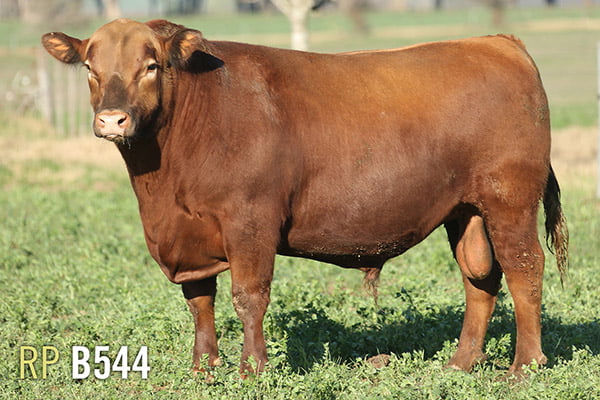 Lote 3 TOROS PUROS DE PEDIGREE