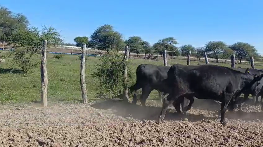 Lote 50 Vaquillonas en Entre Ríos, San José de Feliciano