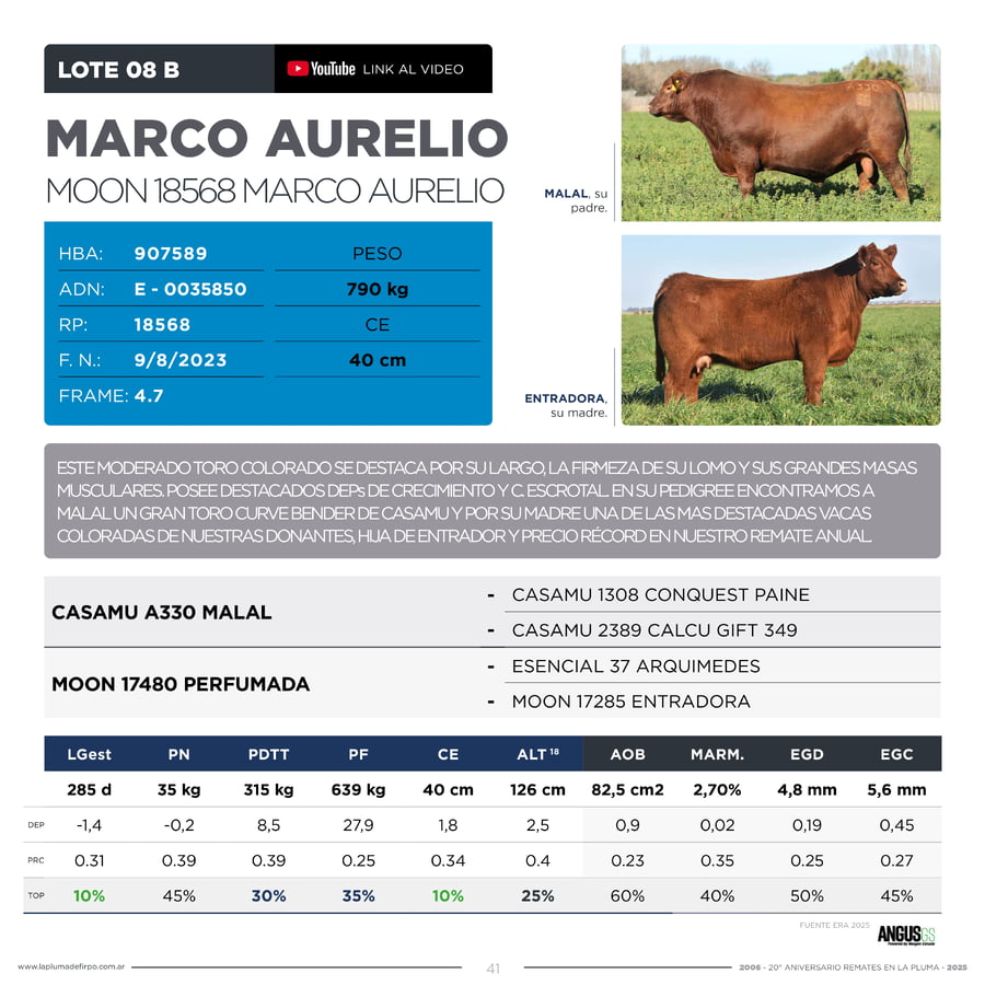 Lote RP 18568 - TOROS PP ELITE