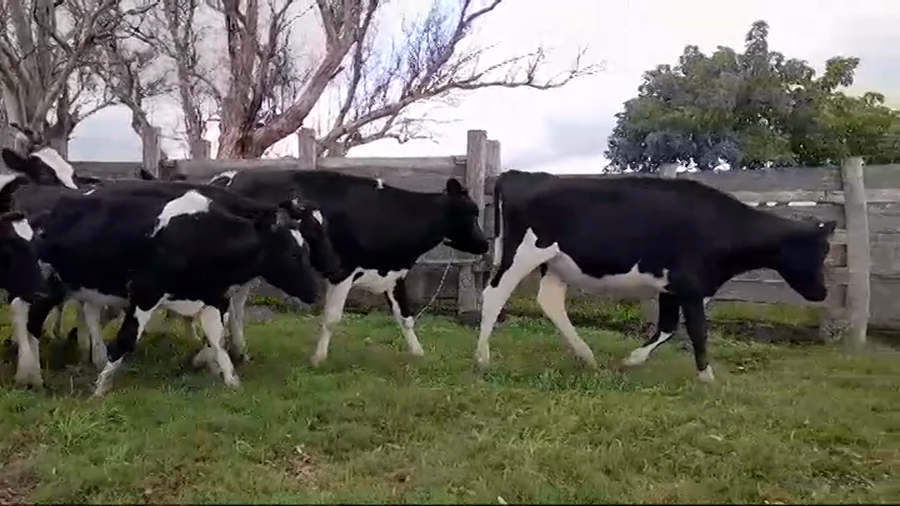 Lote 17 Terneras Holando HOLANDO a remate en #44 Pantalla Carmelo 250kg -  en PANTANOSO
