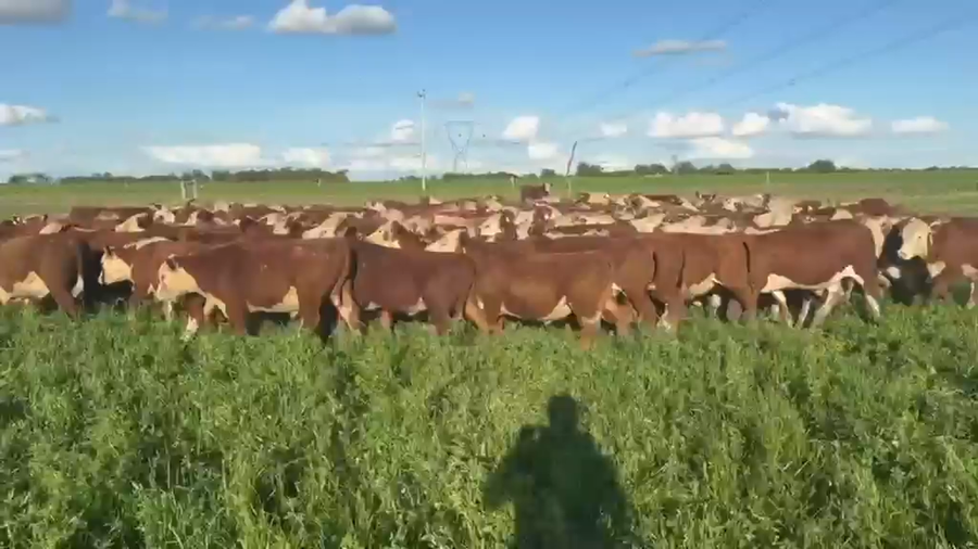Lote 140 Terneros