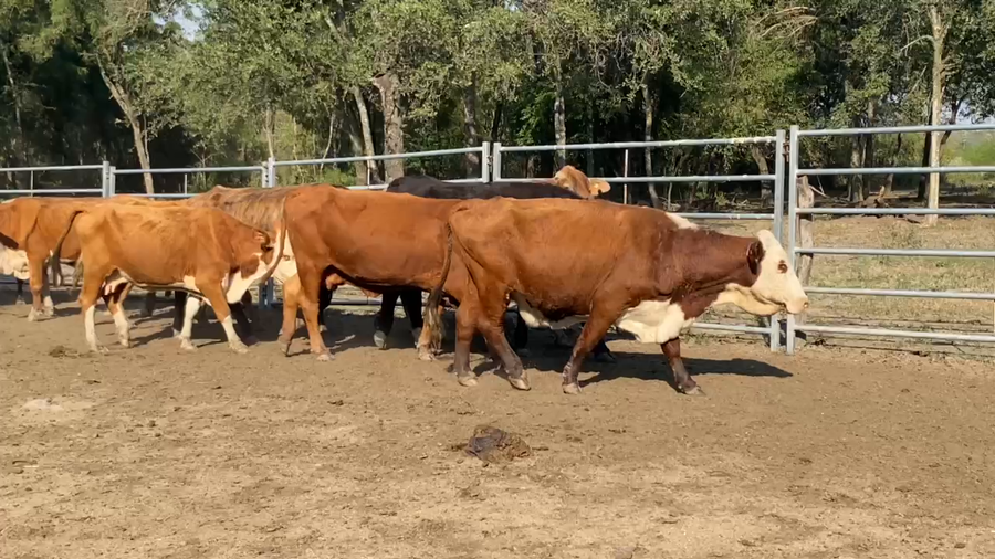 Lote 50 Vacas de invernar en Formosa, Formosa
