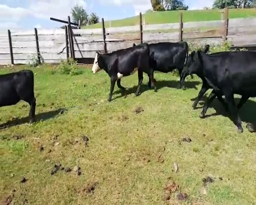 Lote 15 Vientres Entorados en Artigas