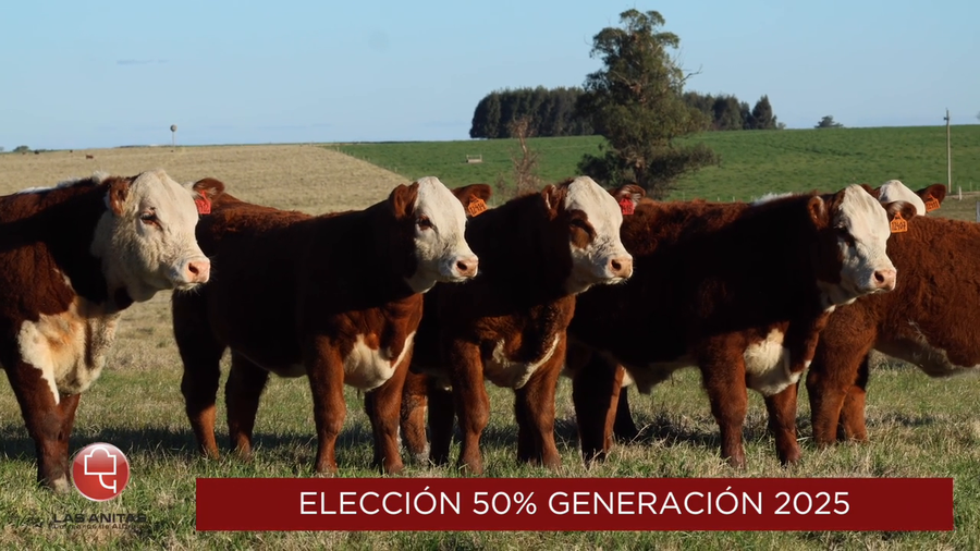 Lote Eleccion 50% Macho/Hembra