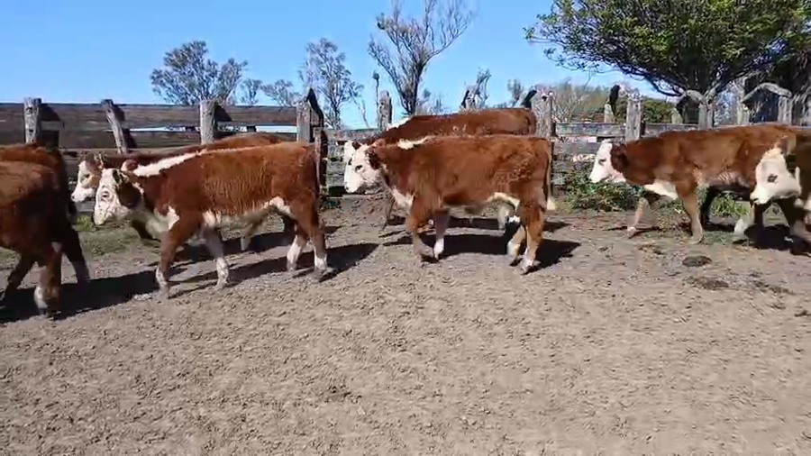Lote 50 Terneros/as en Corrientes, Curuzu Cuatia