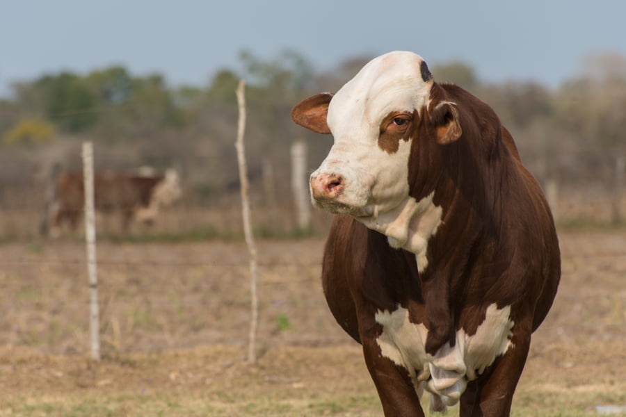 Lote CORRAL 2- CABAÑA ESTANCIA VIEJA