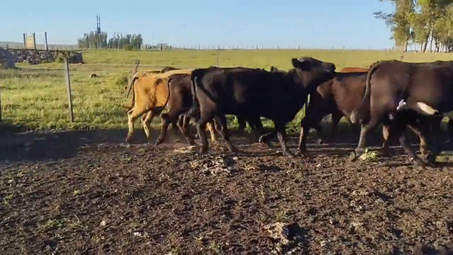 Lote Vacas de Invernada