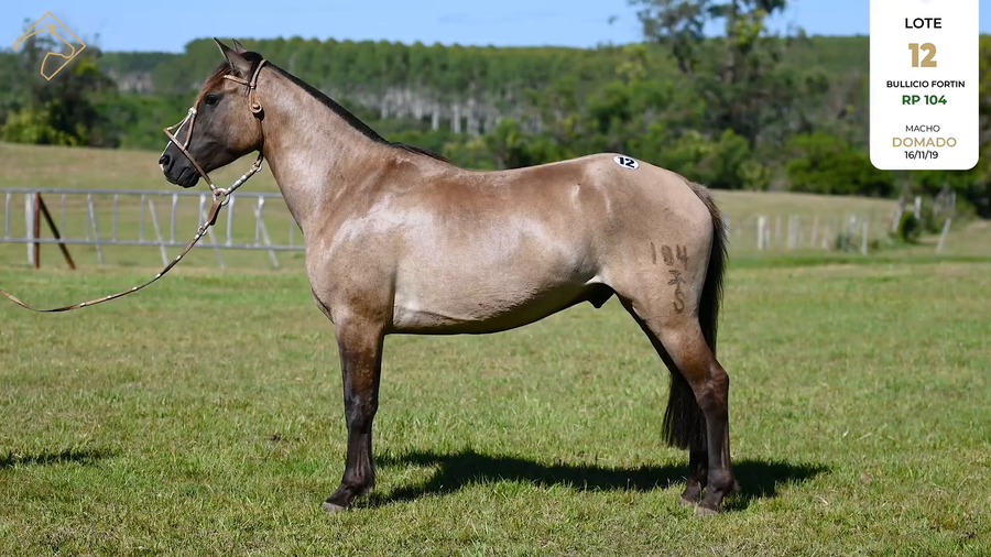 Lote BULLICIO FORTIN