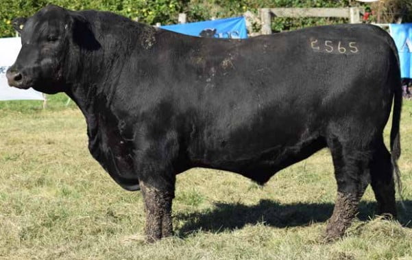 Lote 565 MANA COURAGE (NEGRO)