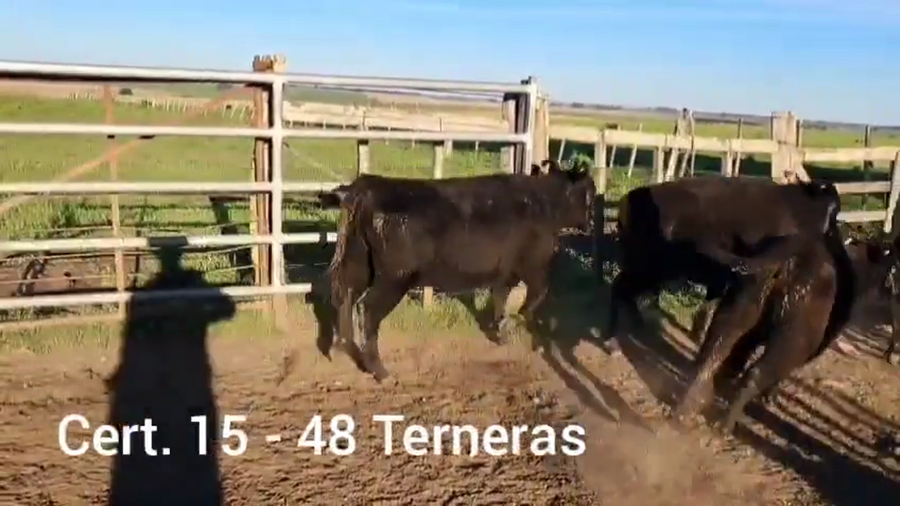 Lote TERNERAS
