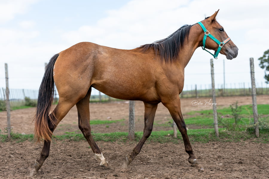 Lote WIMPY'S TOM COLLINS