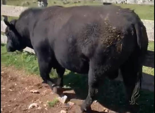 Lote 2 - Los Macachines