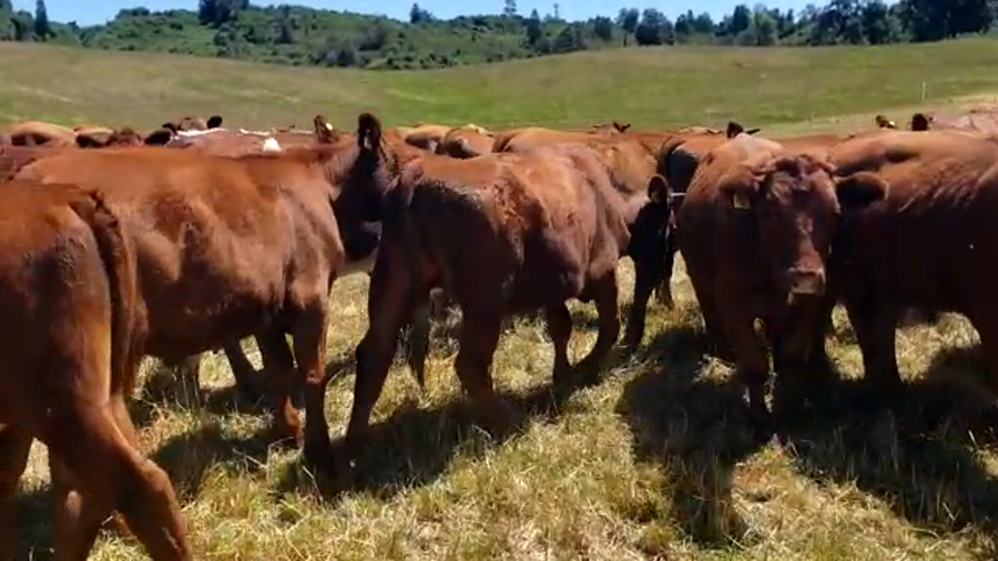 Lote 60 Novillo Engorda en Futrono, XIV Región Los Ríos