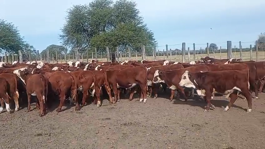 Lote 136 Terneros/as