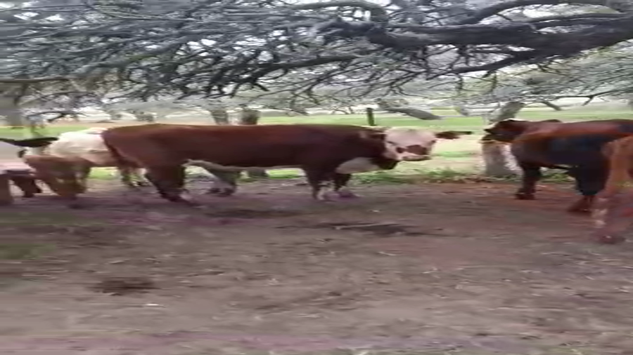 Lote 26 Terneros Braford en Helvecia, Santa Fe