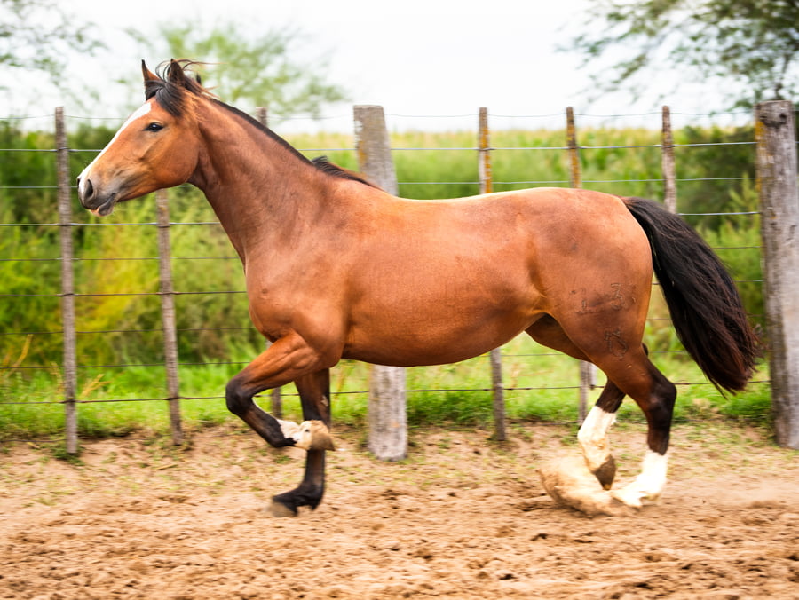 Lote Mañanera Polvorita