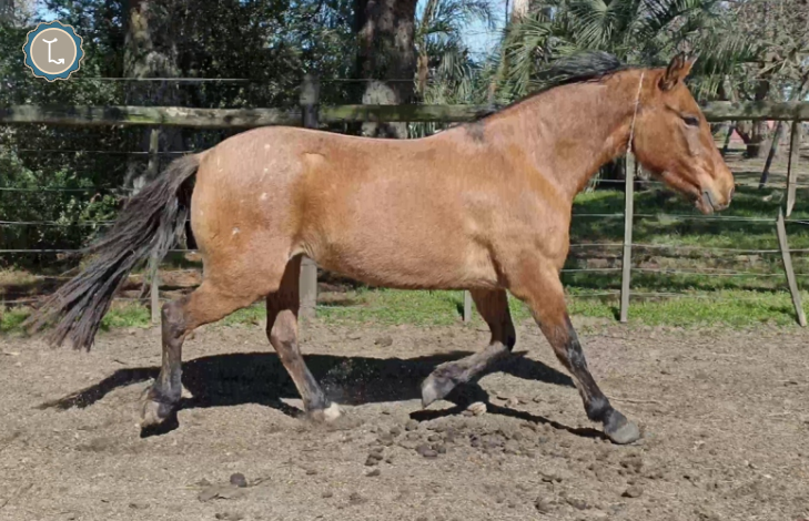 Lote MEDALLADEORO MOLLES