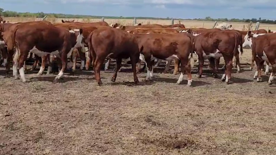 Lote 67 Terneros/as en Villaguay, Entre Ríos
