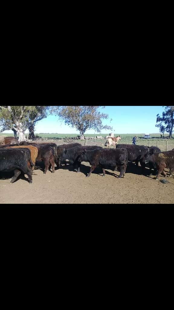 Lote 30 Novillitos y vaquillonas en Benito Juárez, Buenos Aires