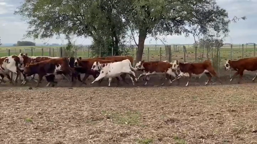 Lote TERNEROS