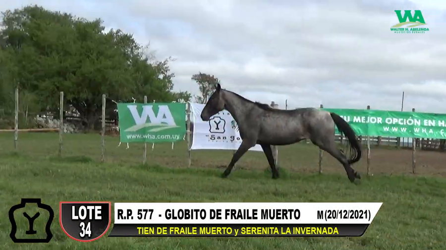 Lote GLOBITO DE FRAILE MUERTO