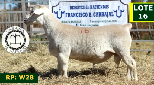 Lote OVINOS MACHOS 16