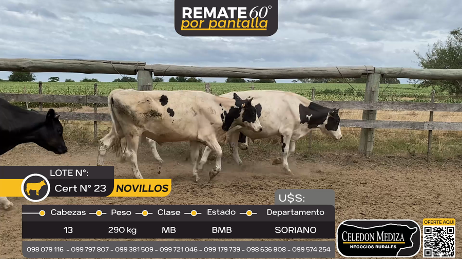 Lote 13 Novillos en Cardona, Soriano