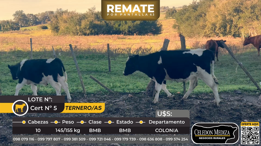 Lote 10 Terneros y Terneras en Paso Antolín, Colonia