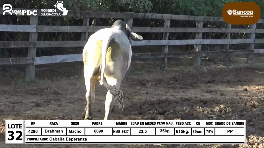 Lote Lote 32