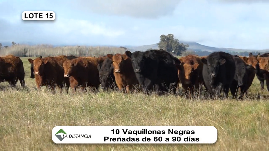 Lote Vientres Paridos MaS - Puros Controlados