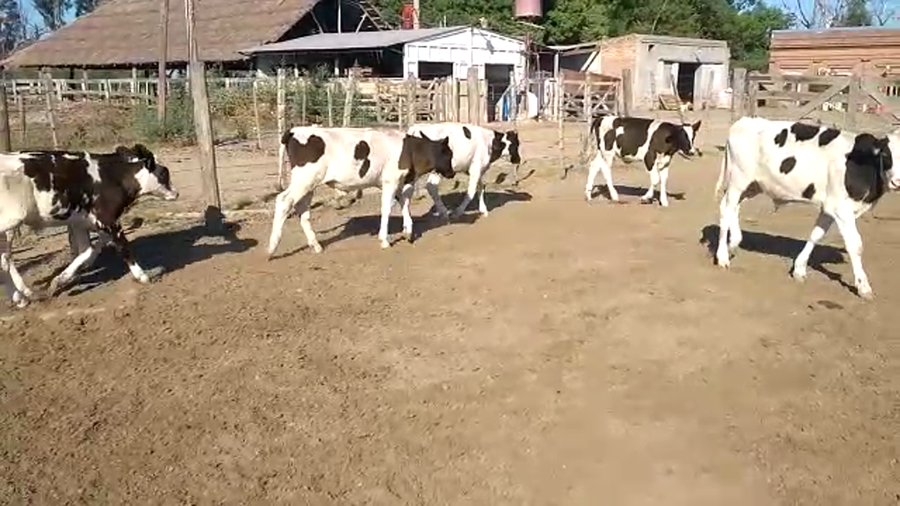 Lote 9 Terneros Holando en Santa Fe, Col. Raquel