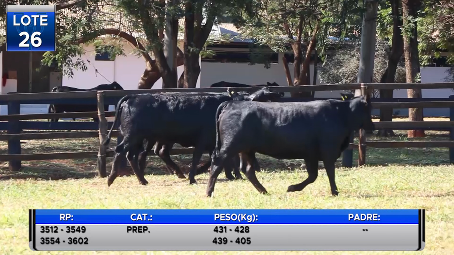 Lote VAQUILLAS BRANGUS PREÑADAS  -LOTE 26