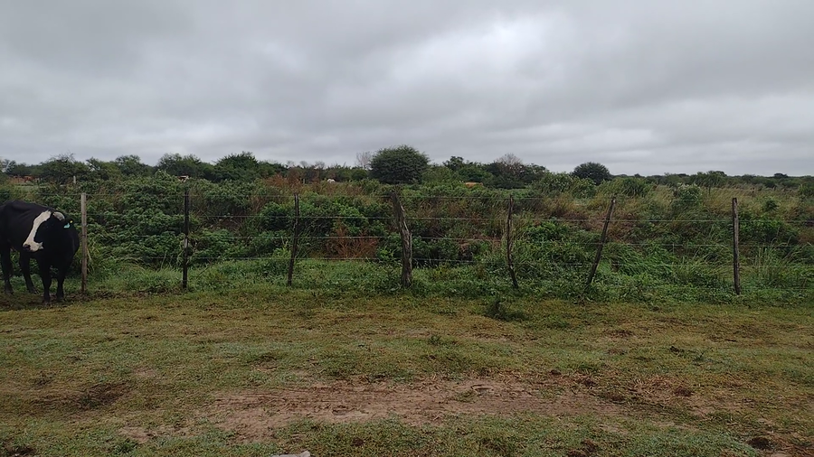 Lote 31 Vacas nuevas Preñadas en Santa Fe, Cayastá